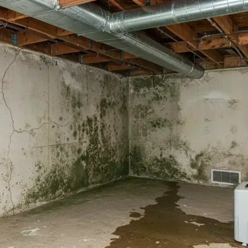 Professional Mold Removal in Lealman, FL